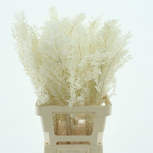 Pres Ruscus Soft Bleached White Per Stem