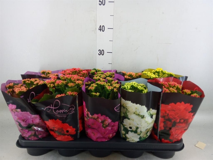 <h4>Kalanchoe blos. 'Perfecta' ..mix 5</h4>