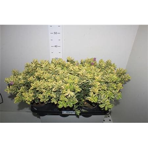 Hebe And Variegata
