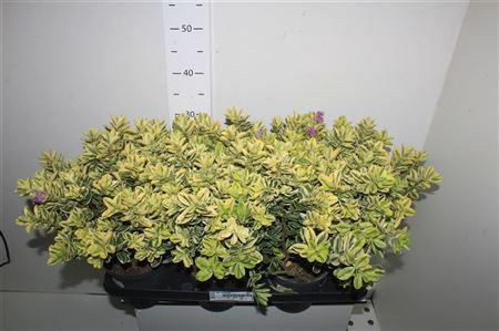 <h4>Hebe And Variegata</h4>