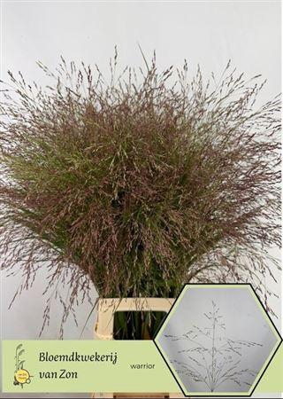 <h4>Panic Vi Warrior</h4>