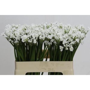 Allium neapolitanum 'Flocon'