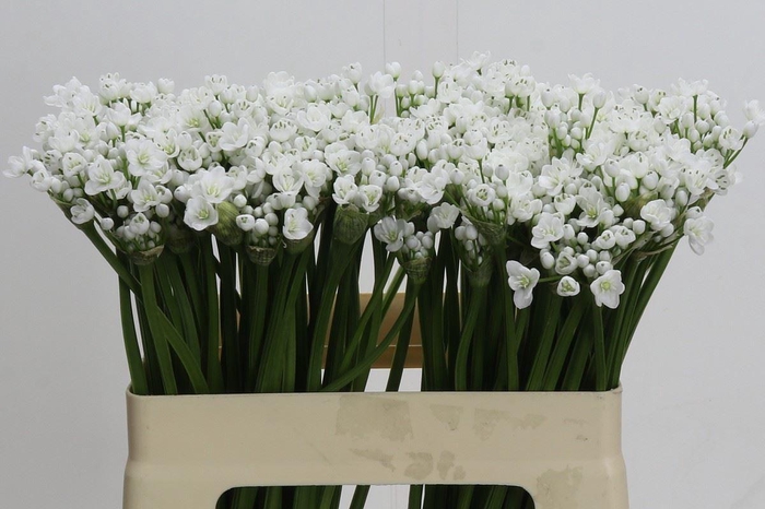 <h4>Allium neapolitanum 'Flocon'</h4>