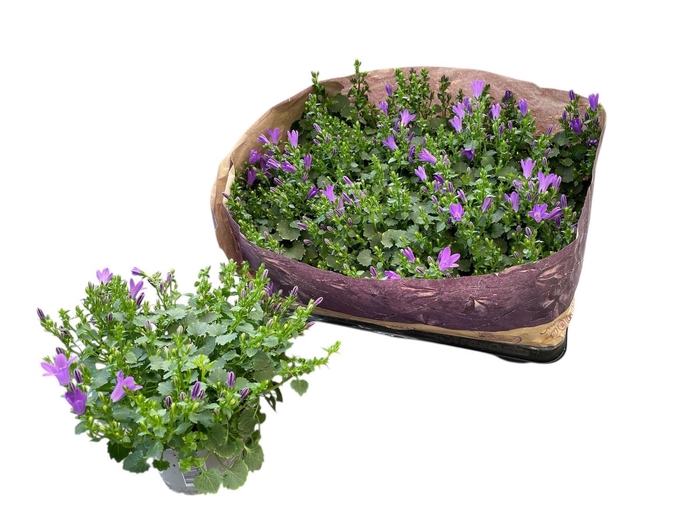 <h4>CAMP POR BLUEONE</h4>