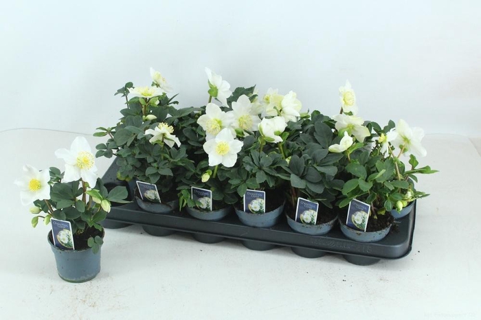 <h4>HELL NI CHR CAROL</h4>