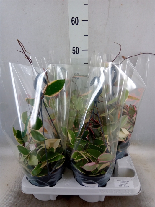 <h4>Hoya carnosa 'Floraganza Flamingo'</h4>