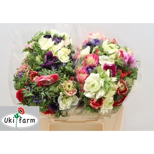 ANEM CO LEVAN ROSA-MIX