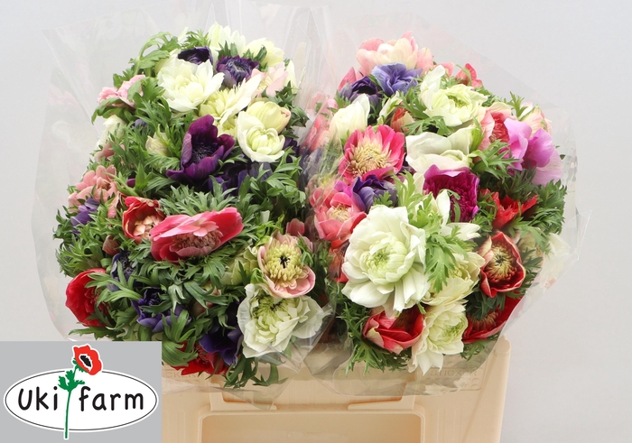 <h4>ANEM CO LEVAN ROSA-MIX</h4>