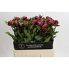 Paeonia Red Sarah