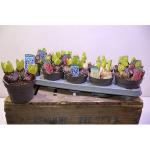 arr8 Hyacin Gem 3 Kl