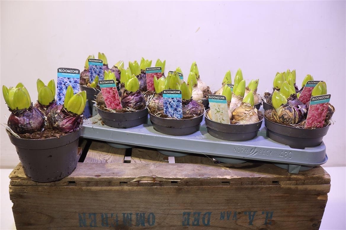 <h4>arr8 Hyacin Gem 3 Kl</h4>