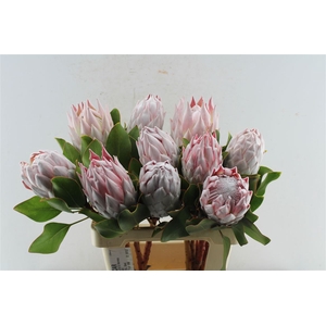 Protea Cynaroides