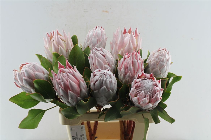 <h4>Protea Cynaroides</h4>