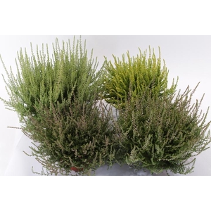 Calluna vulgaris Divers
