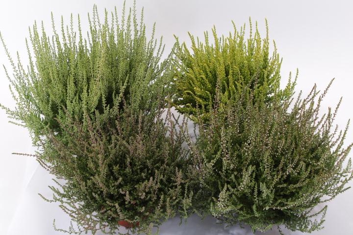 <h4>Calluna vulgaris Divers</h4>