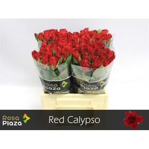 R KL RED CALYPSO