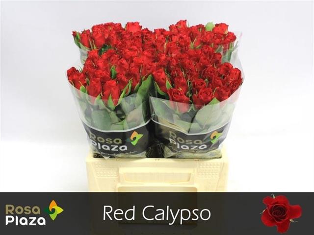 R KL RED CALYPSO