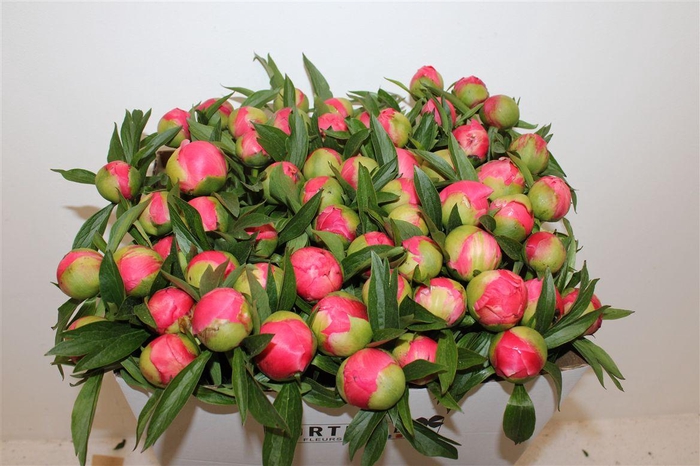 <h4>Paeo L Coral Charm</h4>