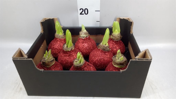 <h4>Hippeastrum   ...waxed H%</h4>