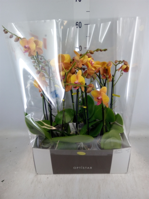 <h4>Phalaenopsis   ...orange</h4>