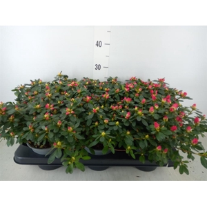 Rhododendron sim. 'Friedh Scherrer'