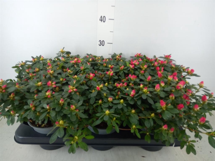 <h4>Rhododendron sim. 'Friedh Scherrer'</h4>