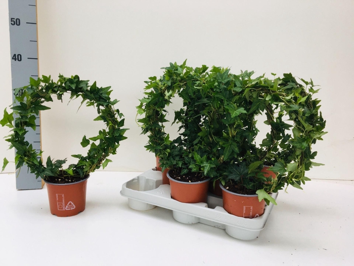 <h4>Hedera helix Shamrock</h4>