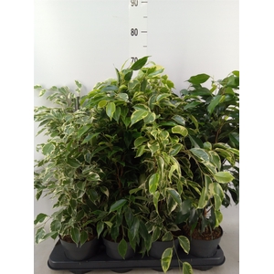 Ficus benja.   ...mix
