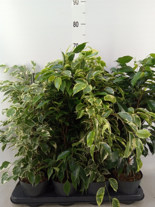<h4>Ficus benja.   ...mix</h4>