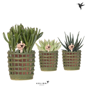 Kolibri Greens Succulenten mix in Mesh pot green