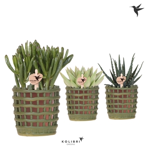 Kolibri Greens Succulenten mix in Mesh pot green
