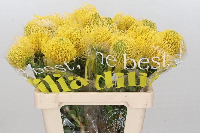 <h4>Nutans High Gold</h4>