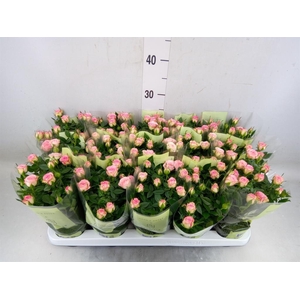 Rosa  'Carousel Kordana'