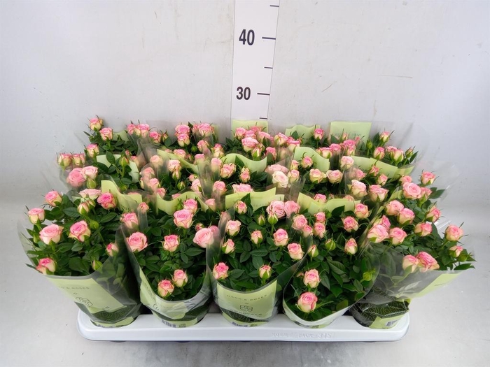 <h4>Rosa  'Carousel Kordana'</h4>