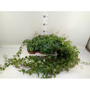 Hedera helix 'Pittsburgh'