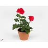 PEL ZON SA DARK RED