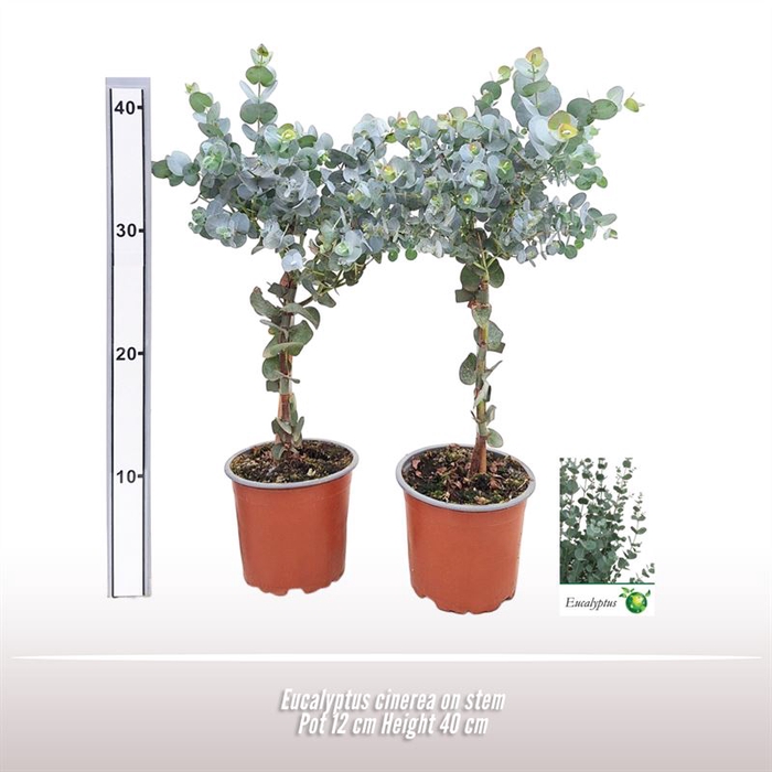 <h4>Eucalyptus cinerea op stam</h4>