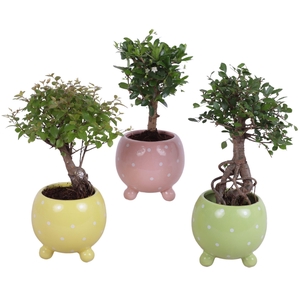 Bonsai Indoor Mix Ø09cm Ball Shape in Ø11cm Ball Dots Pot