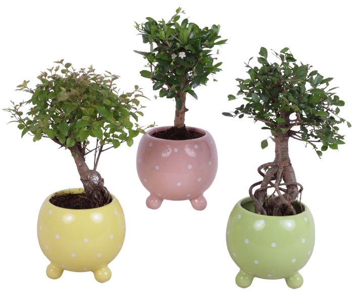<h4>Bonsai Indoor Mix Ø09cm Ball Shape in Ø11cm Ball Dots Pot</h4>