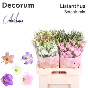 Lisianthus Botanic mix 70cm