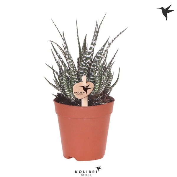 <h4>Kolibri Greens Succulenten Haworthia Big Band</h4>