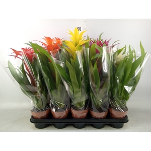 Guzmania   ...mix