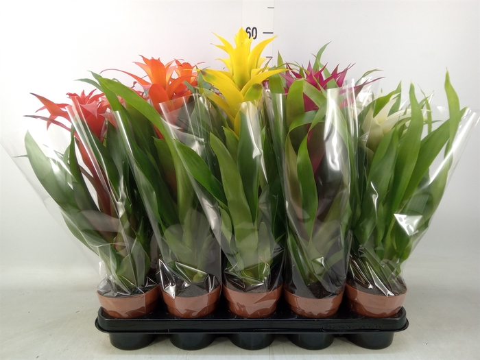 <h4>Guzmania   ...mix</h4>