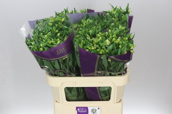 <h4>Alstro Charm Pinot Ex</h4>