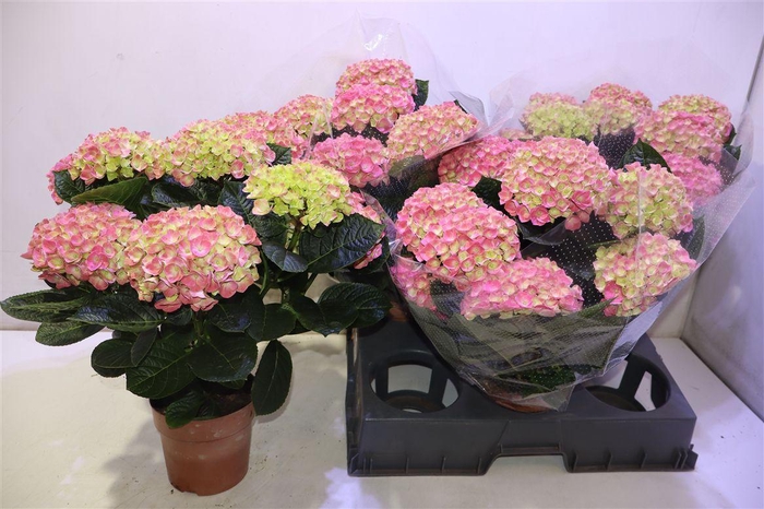 <h4>arr8 Hydr M Anda</h4>