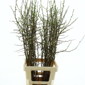 Chaenomeles Pink Double * New *