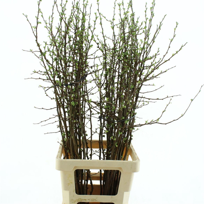 <h4>Chaenomeles Pink Double * New *</h4>