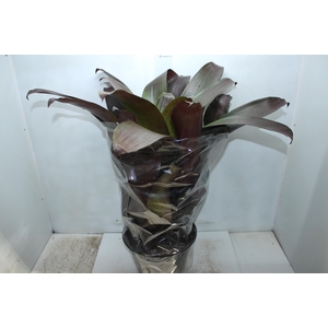 BROMELIA IMPERIAL P27 VERMELHO