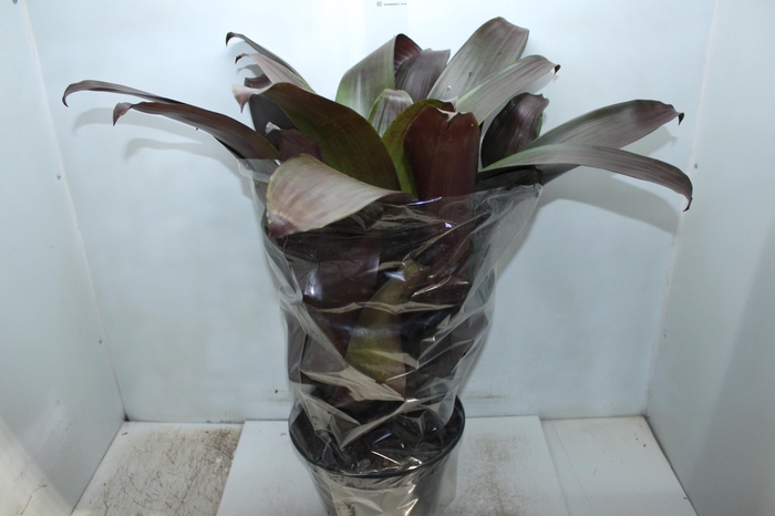 <h4>BROMELIA IMPERIAL P27 VERMELHO</h4>