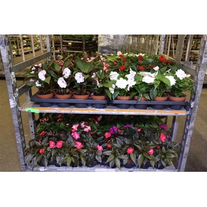 arr8 Impat Ng Mixk 4 Kl 1 Kleur Per Tray